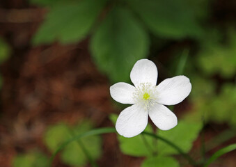 White anemone close up - California