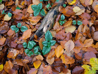 Unterwegs im Wald Marburg