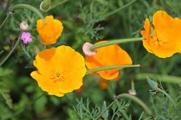 Yellow California Poppy close up - California
