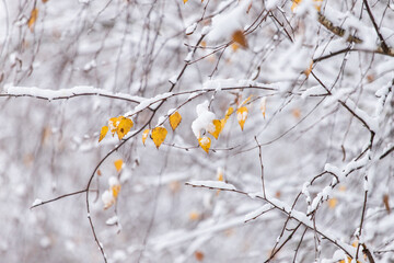 Yellow birch leaves in the snow. Bright autumn - winter background. The first snow. A winter's tale. Winter landscape.