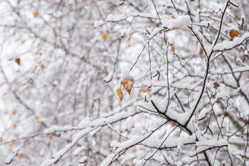 Yellow birch leaves in the snow. Bright autumn - winter background. The first snow. A winter's tale. Winter landscape.