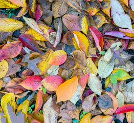 Autumn leaves in forest