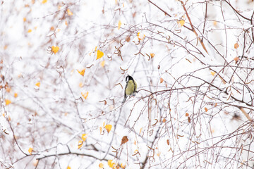 Parus major.  Bird on a tree eats seeds. Autumn leaves in the snow. Winter background