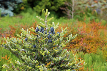 Spruce with blue cones - California