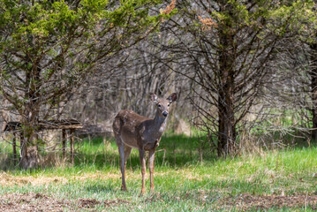 Urban White-tailed Deer In Spring