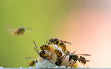 Wasps