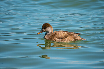 Kolbenente - Weibchen