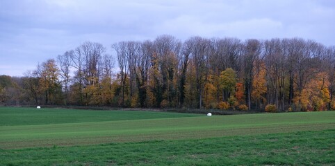 Paysage automnal en milieu rural, sous la lumière du soir, avec ballots sur un champ, emballés dans du plastique blanc