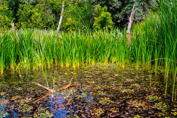 Marshy area in Martely, near Tisza river in October