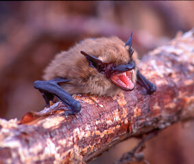 Little Brown Bat.  The little brown bat (sometimes called little brown myotis) (Myotis lucifugus)...