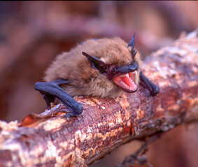 Little Brown Bat. The little brown bat (sometimes called little brown myotis) (Myotis lucifugus) is a species of the genus Myotis (mouse-eared bats), one of the most common bats of North America.