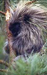 Porcupine in a pine tree in Central Orgon.  Porcupines are rodents with a coat of sharp spines, or...