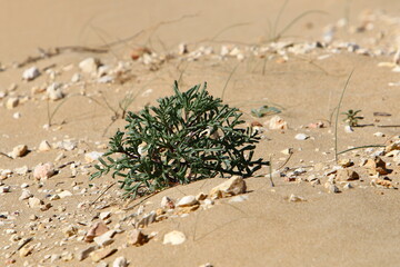 Green plants and flowers grow on the sand on the Mediterranean coast.