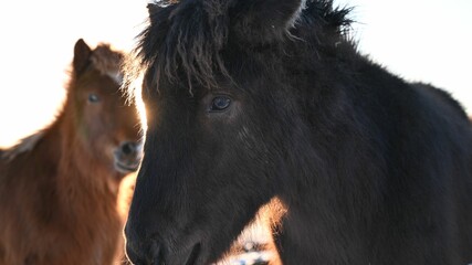 Closeup shot of wild ponies found roaming around in nature in Iceland