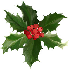 Red holly berries with leaves