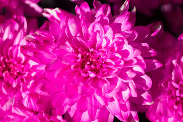 Beautiful blooming pink chrysanthemums as Bright background. copy space. Purple flowers