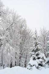 The morning fog in the forest and white snow.