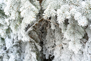 Snow-covered pine tree branch at sunset with ice fog.