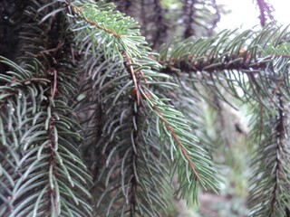Naklejka na ściany i meble green branches of a pine