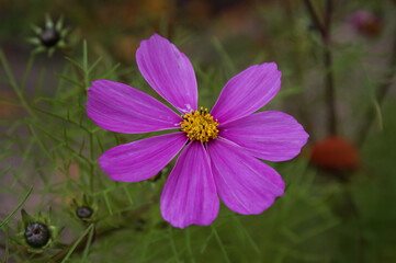 Beautiful pink flower blossom in the garden