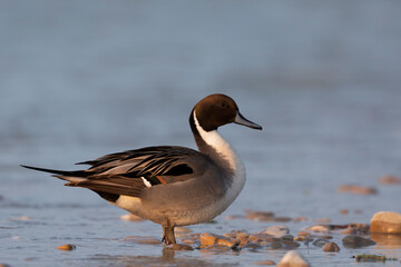 Northern Pintail (Anas acuta), European and American duck.