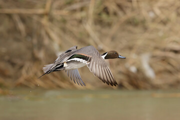 Northern Pintail (Anas acuta), European and American duck.