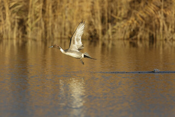 Northern Pintail (Anas acuta), European and American duck.