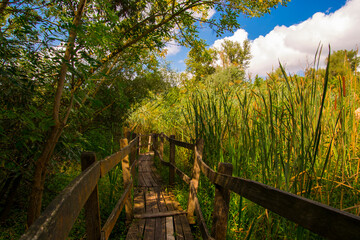 Fototapeta na wymiar Wooden stilt bridge in the marsh area of Martely