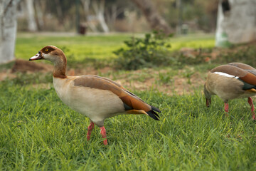 Egyptian goose looking for food in Yarkon Park in Tel Aviv, Israel.