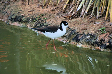 A view of a Black Winged Stilt