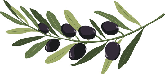 Black Olive vector 