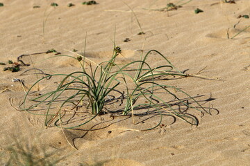 Green plants and flowers grow on the sand on the Mediterranean coast.