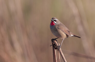 Siberian Rubythroat is a ground-loving songbird of Asia. They primarily breed in Siberia, while wintering in southern and southeastern Asia.
