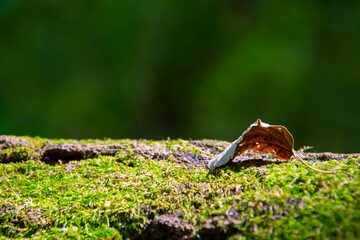 Moss and tree leaf in the forest in Autumn