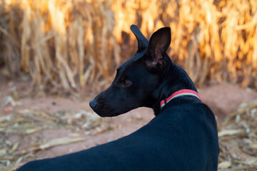 portrait of a black dog