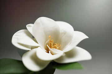 gardenia white with sharp focus and blurry background