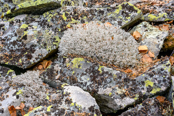 South Ural kurumnik, stones, cobblestones, moss with a unique landscape, vegetation and diversity...