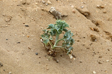 Green plants and flowers grow on the sand on the Mediterranean coast.