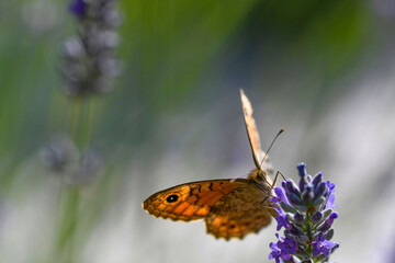 Fototapeta premium una bellissima farfalla nel cespuglio di lavanda