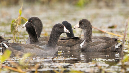 ducks in the lake