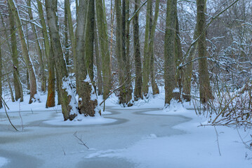Trees standing in partially frozen water, trees standing in ice, frozen water and tree trunks