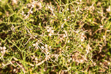 Green plant in Colored canyon, Sinai desert, Sinai peninsula, Egypt. Texture, background