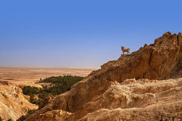 Fototapeta premium View of the mountain oasis of Shebika, in the middle of the Sahara Desert, Tunisia