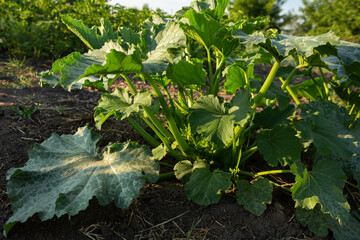 Zucchini plants in vegetables garden food in the field