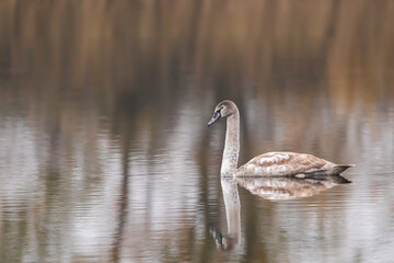 Das erste Jahr vom Höckerschwan