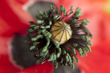 Pistil et étamine de pavot 