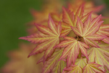 Détail de feuilles d'érable japonais