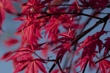 Feuille d'érable japonais 