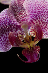 Orchidée papillon phalaenopsis 