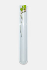 Laboratory glassware with plant sprouts. On a light background. Greens, sprouts, research, bio engineering, study, cultivation.